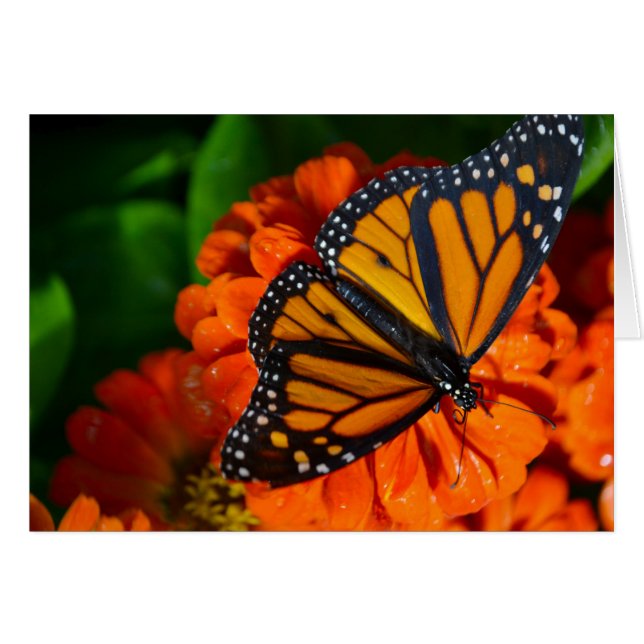Monarch (Voorkant Horizontaal)