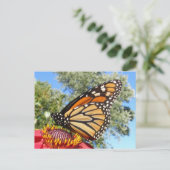 Monarch 38 ~ carte postale (Debout devant)