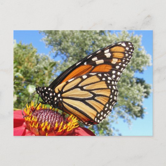 Monarch 38 ~ carte postale (Devant)