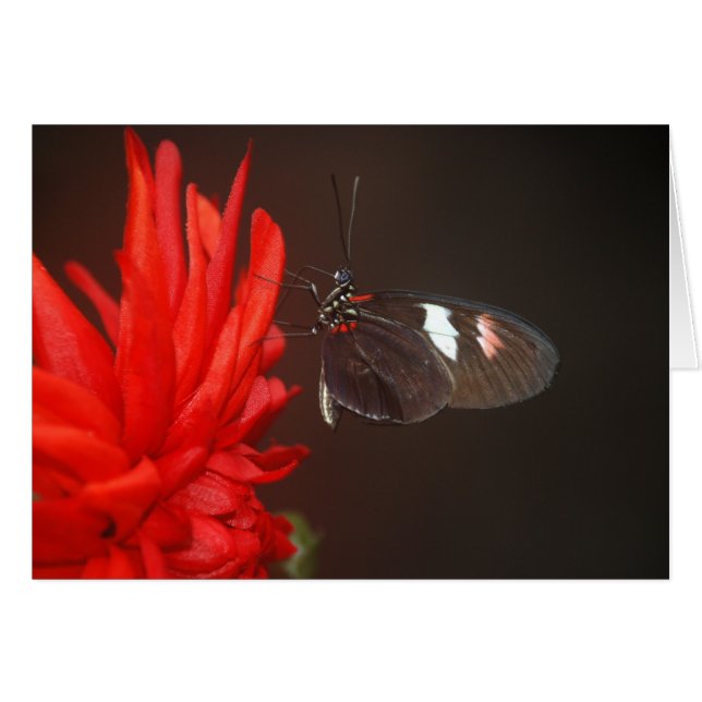 Monarch Black Butterfly (Voorkant Horizontaal)