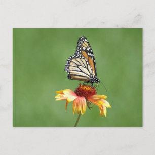 Monarch Briefkaart