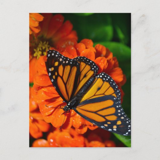 Monarch Briefkaart (Voorkant)