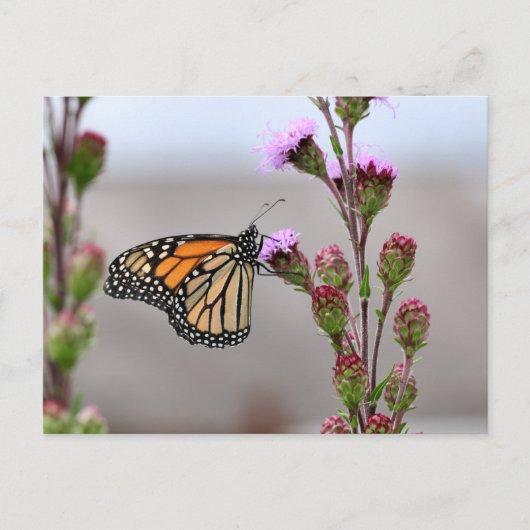 Monarch Briefkaart (Voorkant)