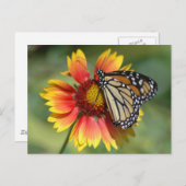 Monarch Briefkaart (Voorkant / Achterkant)