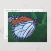 Monarch Briefkaart (Voorkant / Achterkant)