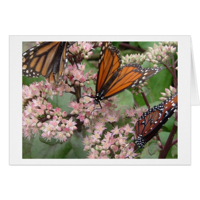 Monarch Butterflies (Voorkant Horizontaal)