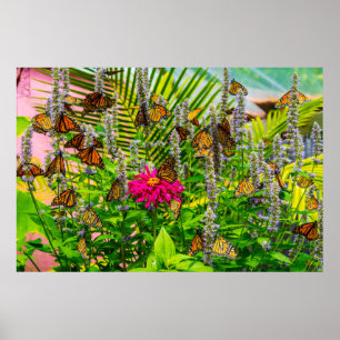 Monarch Butterflies 36 x 24 Archiefpapier Poster