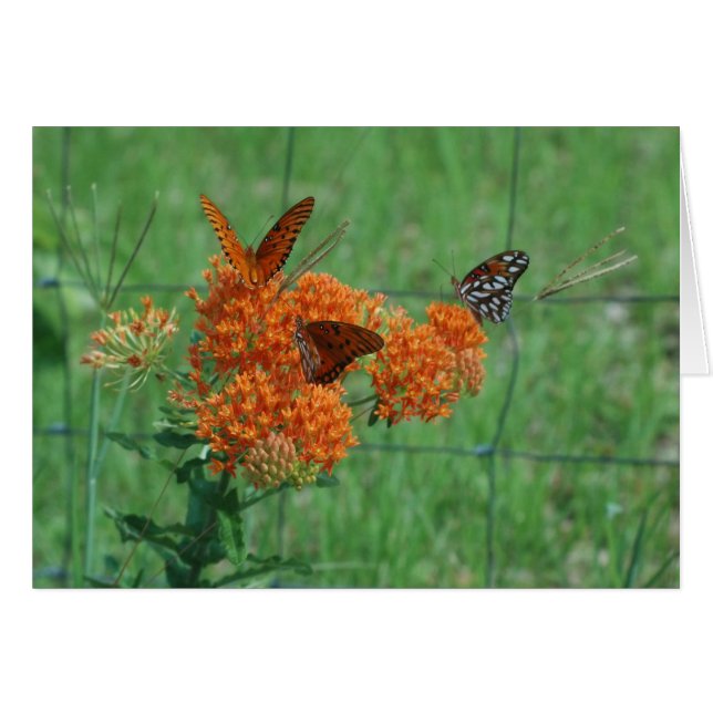 Monarch Butterflies Blank Card (Voorkant Horizontaal)