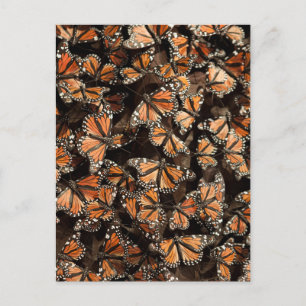Monarch Butterflies Briefkaart