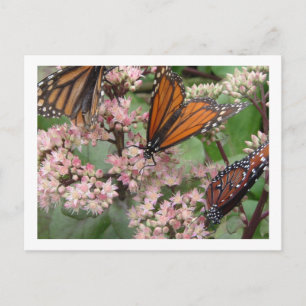 Monarch Butterflies Briefkaart