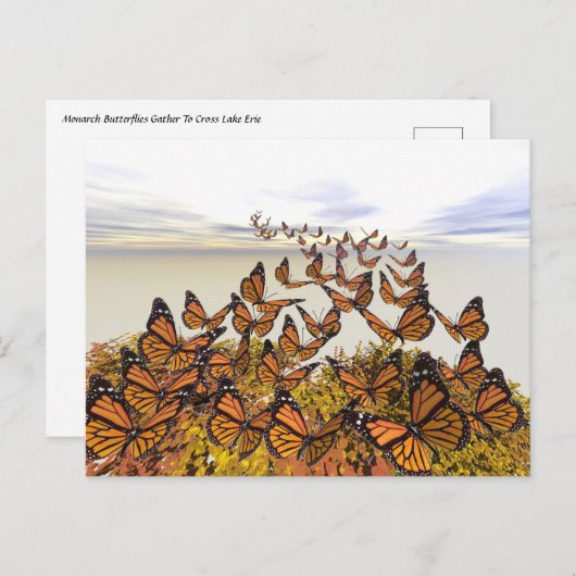 Monarch Butterflies Gather Briefkaart (Voorkant / Achterkant)