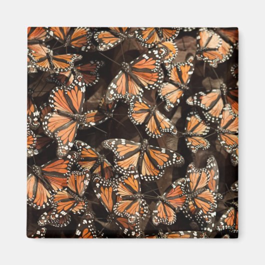 Monarch Butterflies Magneet (Voorkant)