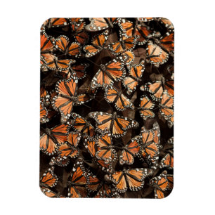 Monarch Butterflies Magneet