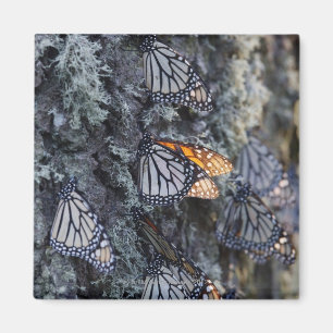 Monarch Butterflies op pijnbomen, Sierra Chincua 2 Magneet