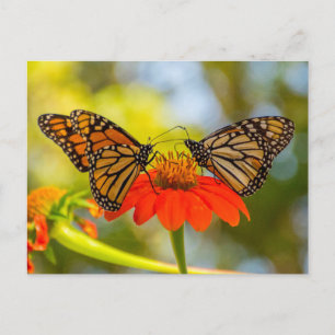 Monarch Butterflies op wilde bloemen Briefkaart
