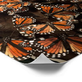 Monarch Butterflies Poster (Hoek)