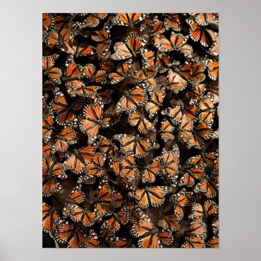 Monarch Butterflies Poster (Voorkant)