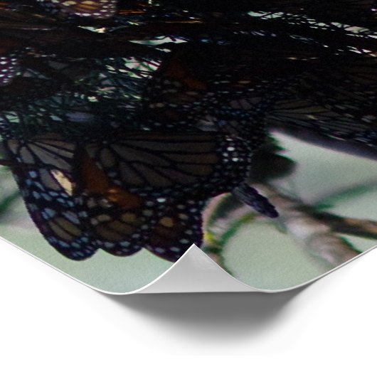 Monarch Butterflies Poster (Hoek)