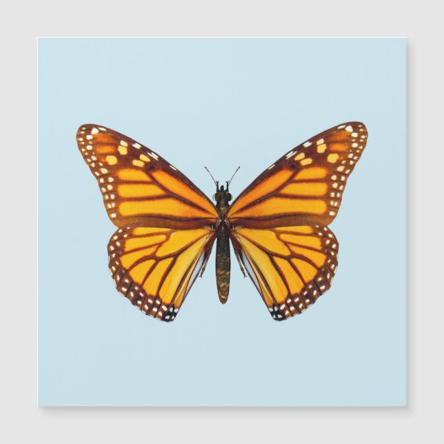 Monarch Butterfly (Voorkant)