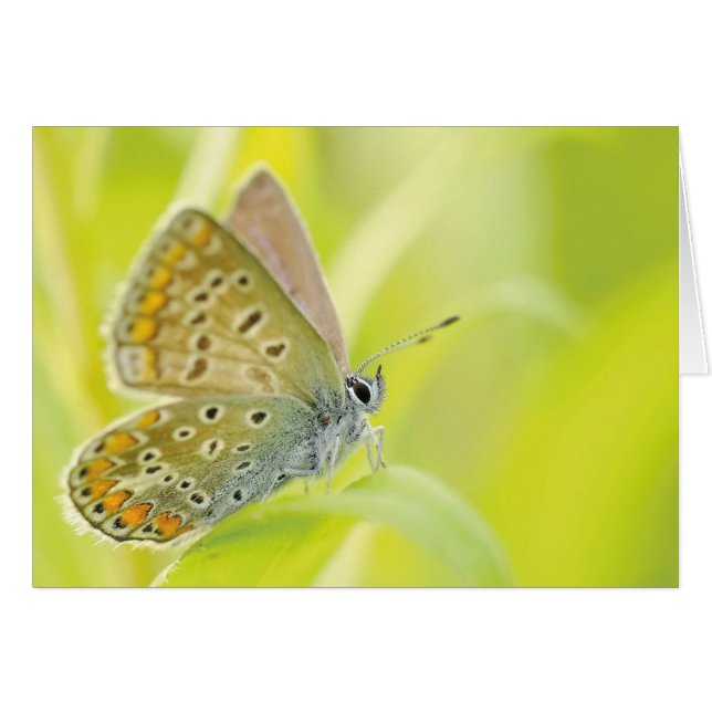 Monarch Butterfly (Voorkant Horizontaal)