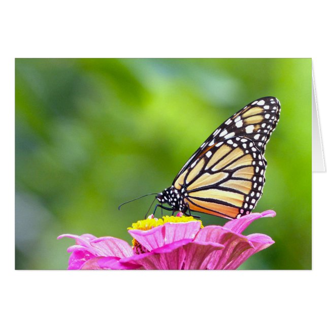 Monarch Butterfly (Voorkant Horizontaal)