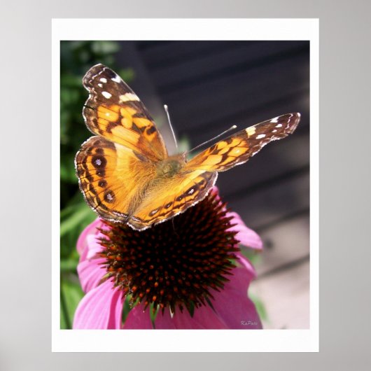 Monarch Butterfly 2 Poster (Voorkant)