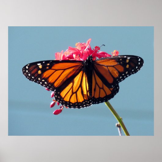 Monarch Butterfly 6066 Poster (Voorkant)