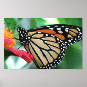 Monarch Butterfly Afbeelding Poster