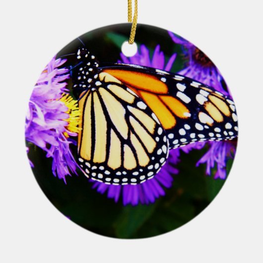 Monarch Butterfly, Aster Ornament (Voorkant)