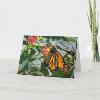 Monarch-Butterfly - Blank-briefkaart Kaart