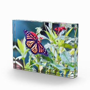 Monarch Butterfly blocs photo