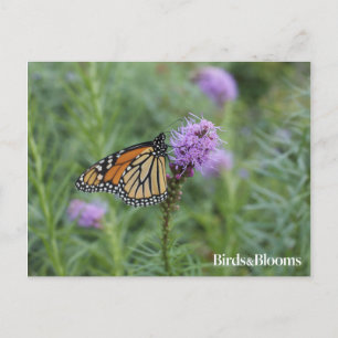 Monarch Butterfly Briefkaart