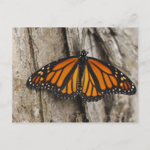 Monarch Butterfly Briefkaart
