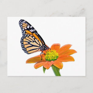 Monarch Butterfly Briefkaart