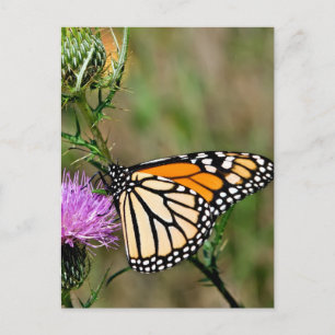 Monarch Butterfly Briefkaart