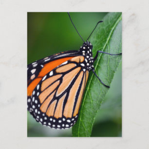 Monarch Butterfly Briefkaart