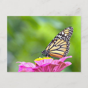 Monarch Butterfly Briefkaart