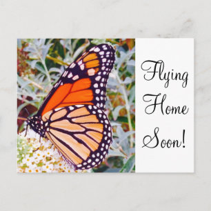 Monarch Butterfly Briefkaart