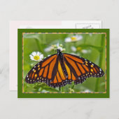 Monarch Butterfly Briefkaart (Voorkant / Achterkant)