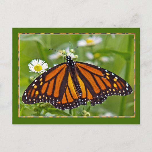 Monarch Butterfly Briefkaart (Voorkant)