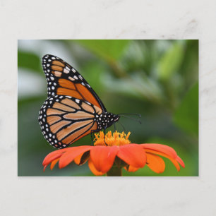 Monarch Butterfly Briefkaart