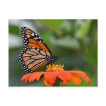 Monarch Butterfly Briefkaart