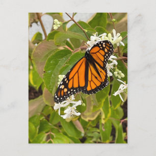 Monarch Butterfly Briefkaart
