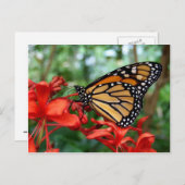 Monarch Butterfly Briefkaart (Voorkant / Achterkant)