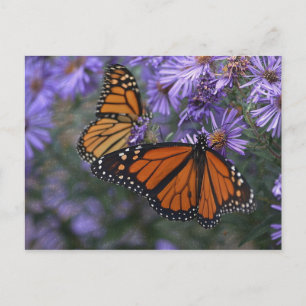 Monarch Butterfly Briefkaart