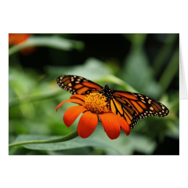 Monarch Butterfly-briefkaart (Voorkant Horizontaal)