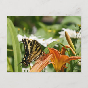 Monarch Butterfly Briefkaart