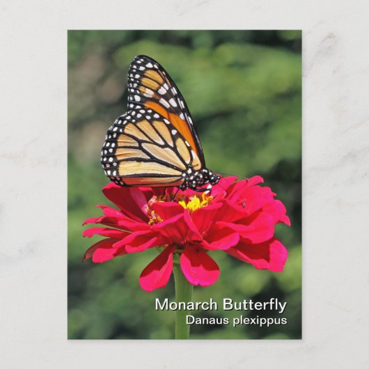Monarch Butterfly Briefkaart (Voorkant)