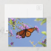 Monarch Butterfly Briefkaart (Voorkant / Achterkant)