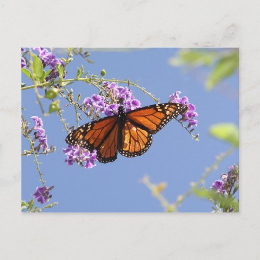 Monarch Butterfly Briefkaart (Voorkant)